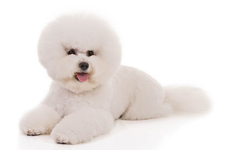 تصویر بیشون فریز (Bichon Frise)